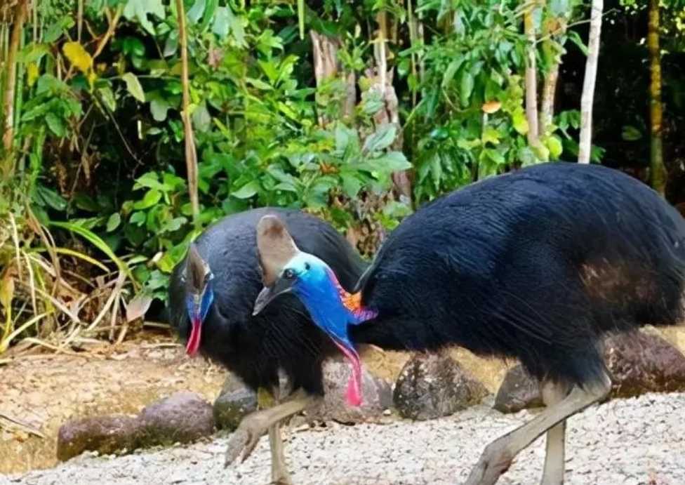 The Cassowary: Australia’s Ancient Bird with Claws That Can Slash Through Hard Objects