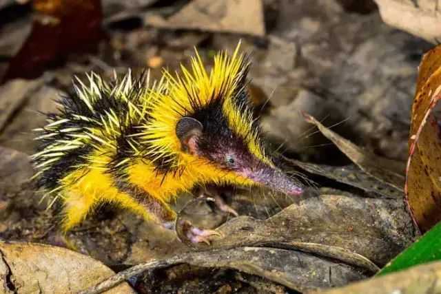 The Lowland Streaked Tenrec: Africa’s Spiky Mammal That 'Sings' by Friction