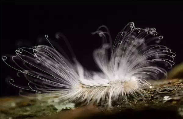 The Long Caterpillar: Nature’s Elongated Larval Wonders