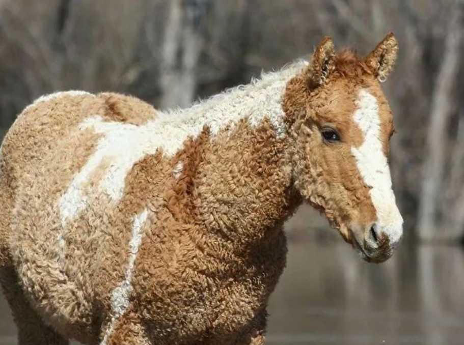 The Bashkir Curly Horse: Nature’s Living Mane Masterpiece Bred by Bashkir People