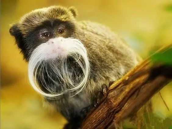 The Emperor Tamarin: A Regal Primate with a Distinctive Handlebar Mustache