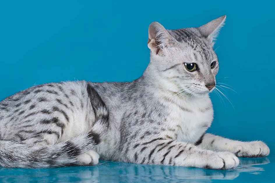 Egyptian Mau: A Graceful and Ancient Feline Breed