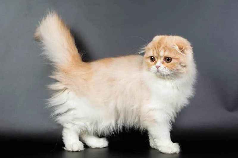 Scottish Fold Longhair: The Graceful Aristocrat of the Pet World and the Health Concerns Behind Its Unique Genes