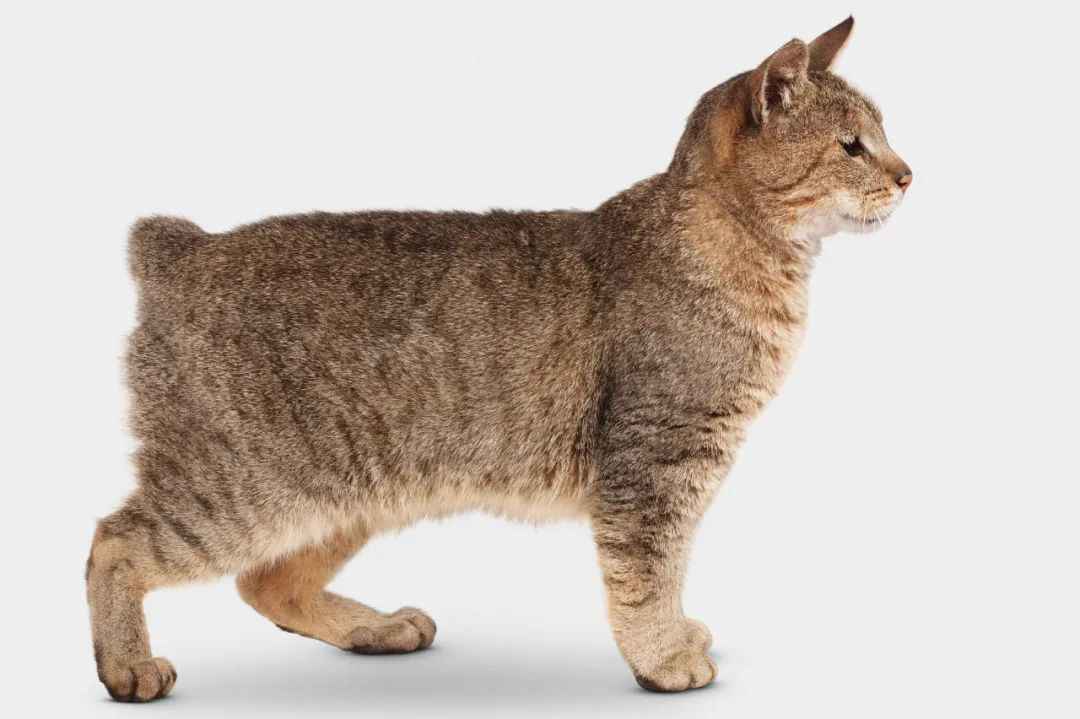 Pixiebob Cat: The Domesticated Wildcat with a Heart of Gold