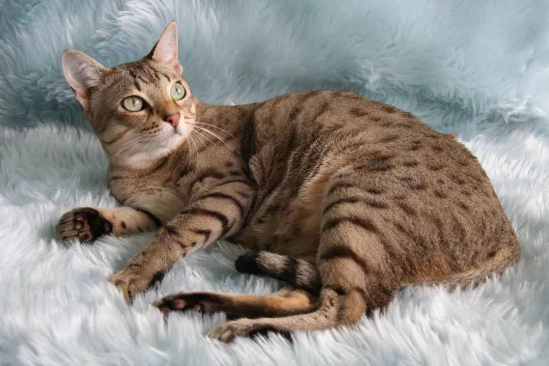 Australian Mist Cat: Australia’s Beloved Homegrown Breed Wins Global Hearts