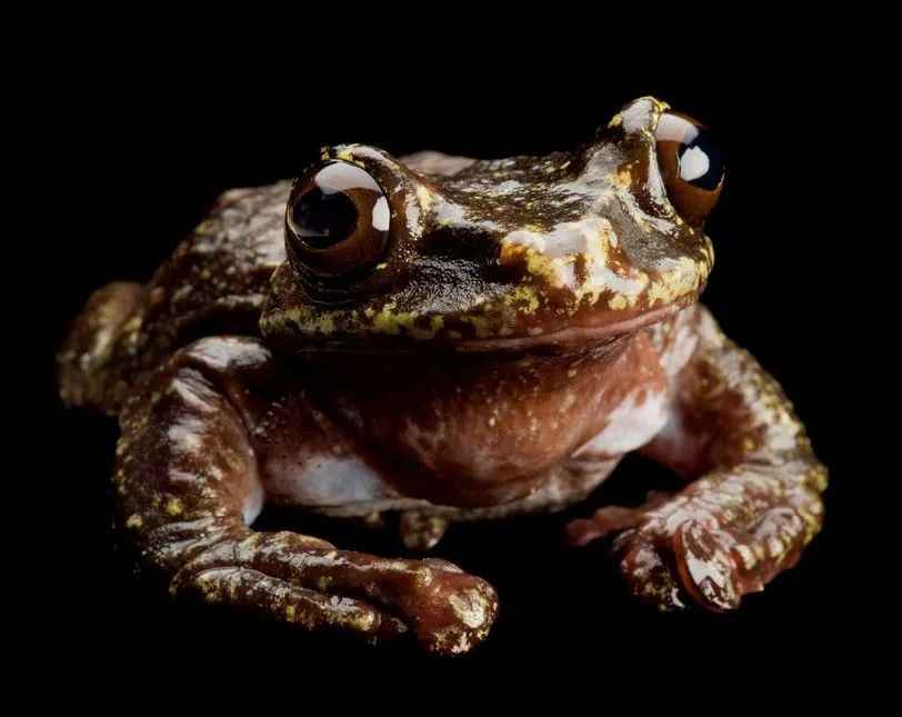 Last Panama Tree Frog "Xiaoyinghan" Dies, Species Declared Extinct