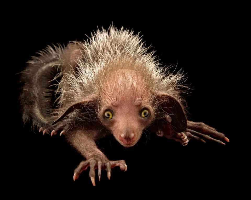 Madagascar's Aye-Aye: Endangered Creature Haunted by 'Cursed' Digit