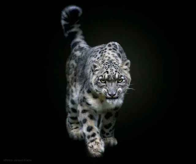 The Ghost of the Himalayas: Unveiling the World's Most Enigmatic Big Cat