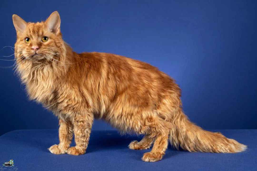 Tennessee Rex: America's Native Curly-Coated Feline Gem